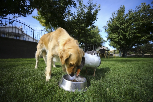 Köpek ve kazın ilginç dostluğu